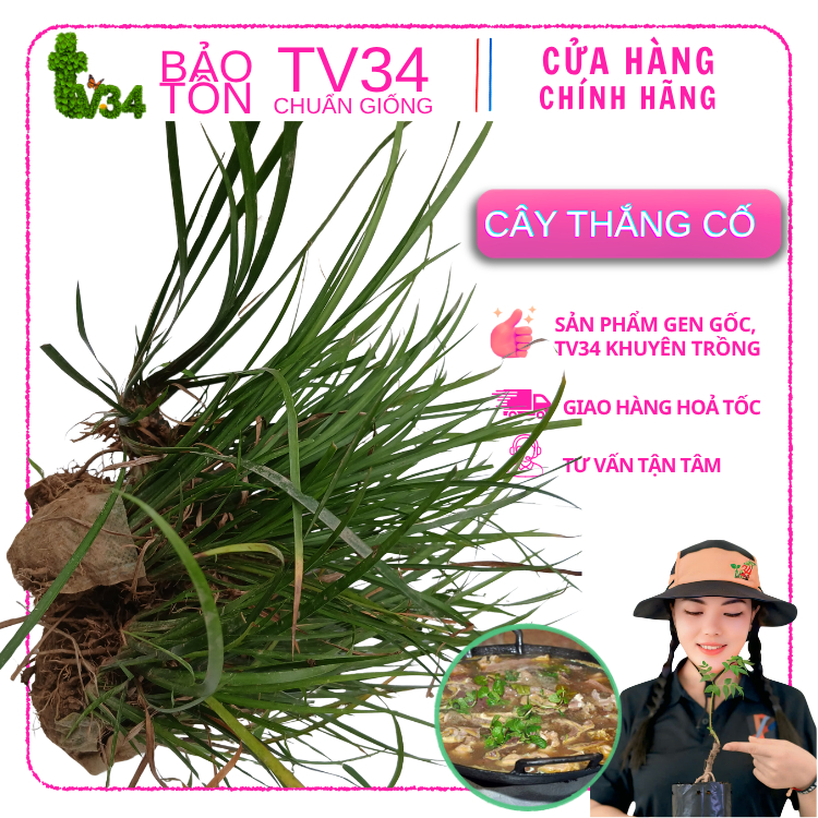 1 BẦU CÂY THẮNG CỐ, CÂY TO GIÀ ĐÃ ĐẺ NHÁNH, LẤY LÁ DÙNG ĐƯỢC NGAY