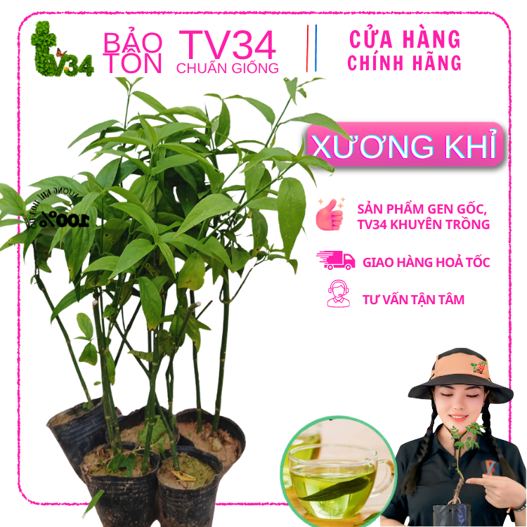 3 bầu cây xương khỉ giống - HTX bảo tồn cây Dược Liệu Quý – rễ khoẻ – Cao 25- 30cm – Trồng vào đất