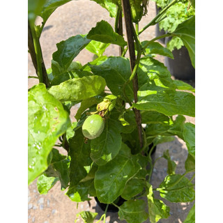 Cây Chanh dây ngọt trái vàng (Passiflora ligularis) – dòng chanh dây có vị ngọt thanh