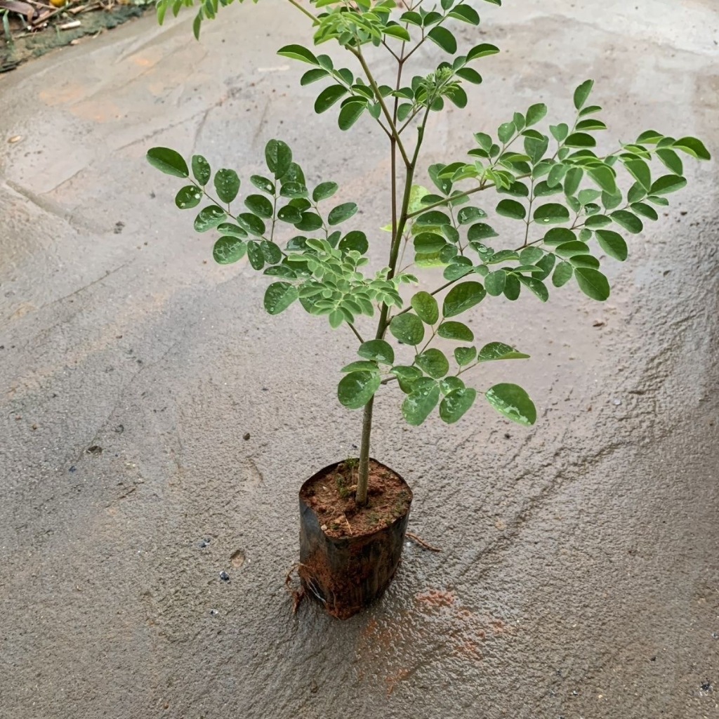 Hạt  giống cây chùm ngây-bonsai moringa tree-5seeds