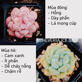 Sen đá Monroe và các loại cây lai