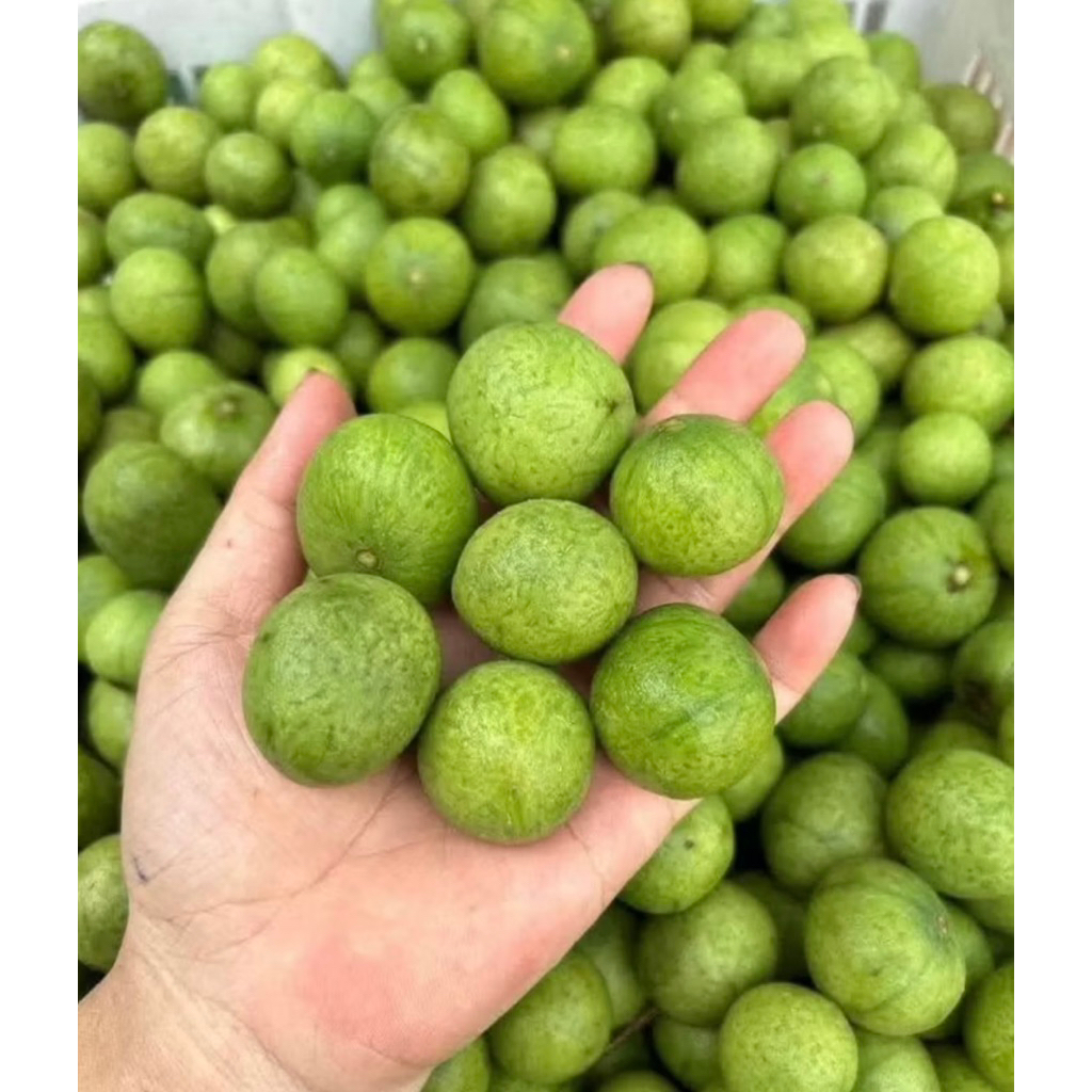 Sấu tươi (sấu bao tử đầu mùa)