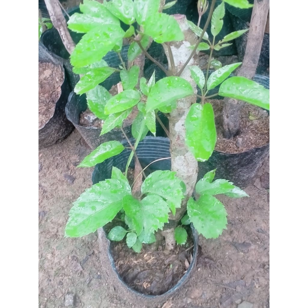 cây giống lá lằng lá đắng 300k