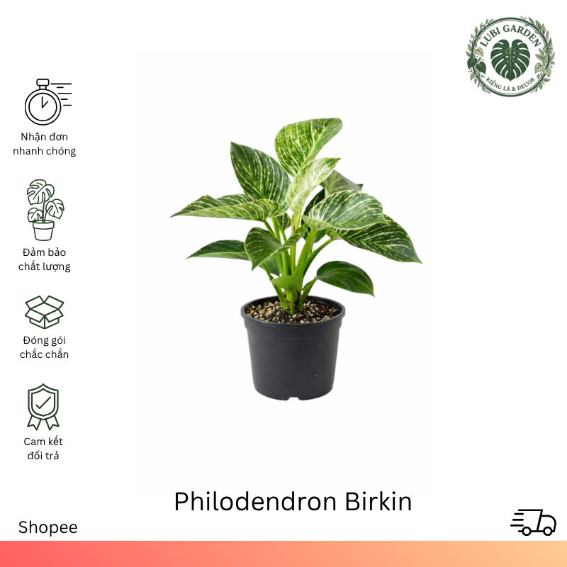 Philodendron Birkin - Trầu Bà Kim Cương, Cây Để Bàn Văn Phòng