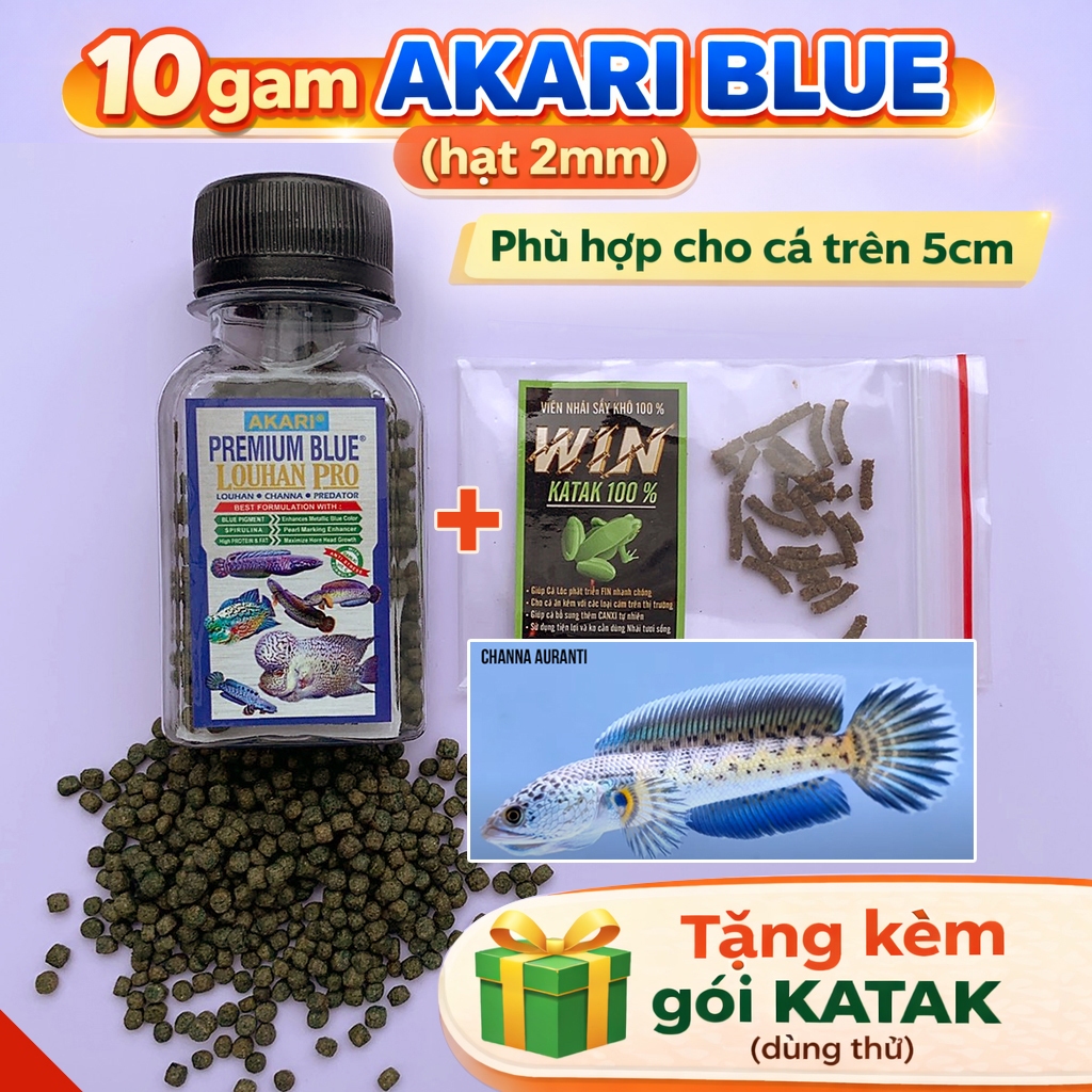 AKARI BLUE Cám Kích Xanh cho Cá Lóc Lạnh | Top 1 INDO