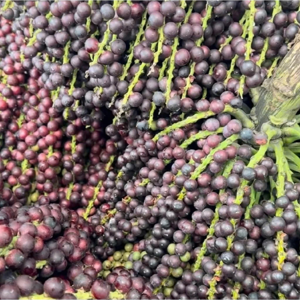 1kg Đủng Đỉnh Khô