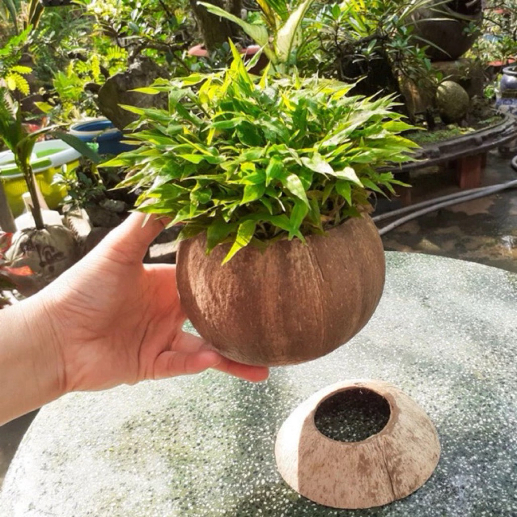 Chậu gáo dừa để bàn có đế trồng xương rồng, cây mini