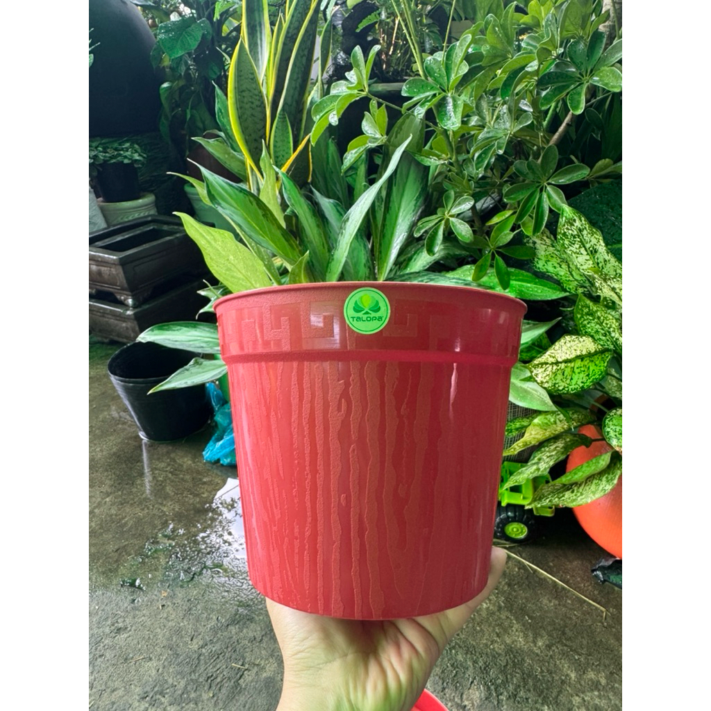 Chậu nhựa đỏ mỏng size 18x15 combo 5 cái - chậu nhựa giá rẻ