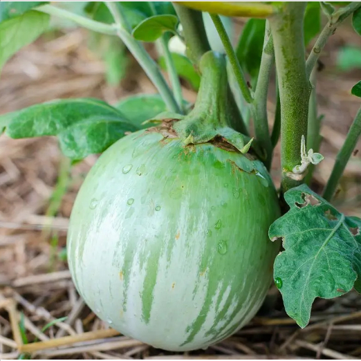 Hạt GIỐNG CÀ XANH DA ẾCH -Thai Eggplant Seeds-200 viên