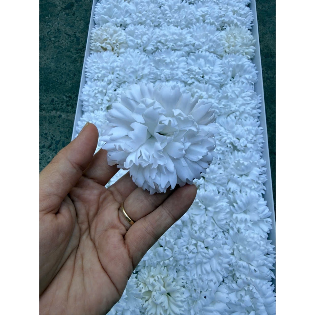 Hoa phăng sáp ( cẩm chướng sáp)
