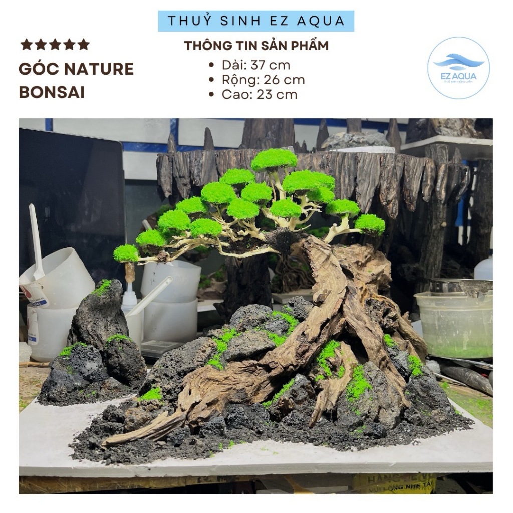 Layout Bonsai Thuỷ sinh dùng trang trí bể cá thuỷ sinh kích thước 40x30x30cm và 30x20x20cm