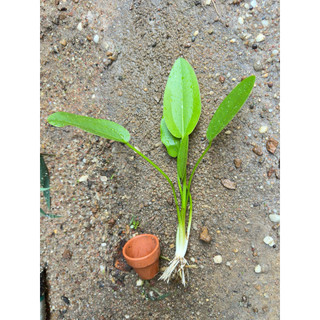 1 cây lan nước thuỷ sinh