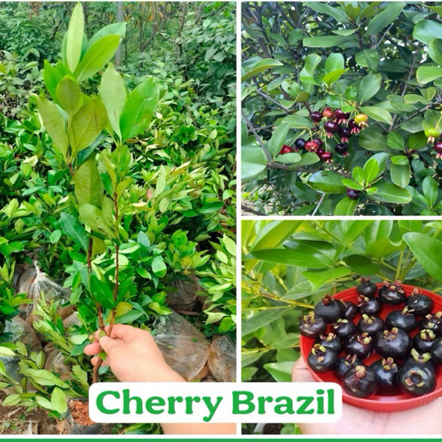 Cây Giống Cherry brazil - Giống chery chịu nhiệt phù hợp trồng mọi vùng miền