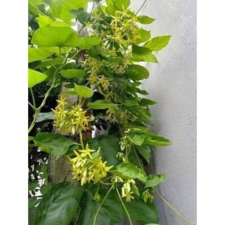 Cây giống Hoa Thiên Lý - Hoa Xanh Siêu Hoa