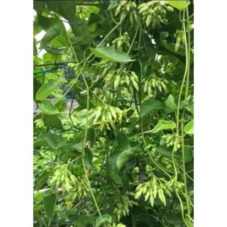Cây giống Hoa Thiên Lý - Hoa Xanh Siêu Hoa