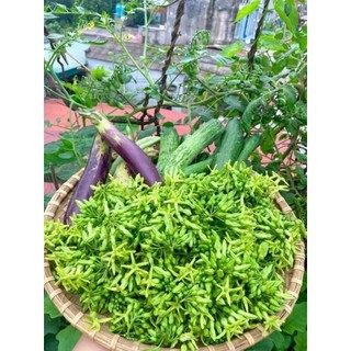 Cây Giống Hoa Thiên Lý Việt Nam Hoa Xanh - Bổ Sung Dinh Dưỡng Tốt Cho Sức Khỏe
