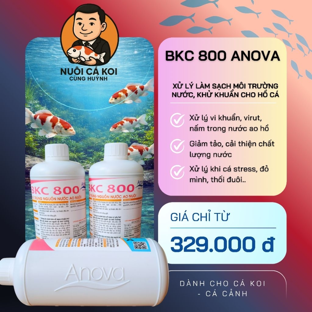 BKC 800 ANOVA CHO CÁ KOI - XỬ LÝ KHỬ KHUẨN LÀM SẠCH MÔI TRƯỜNG NƯỚC | NUÔI CÁ KOI CÙNG HUỲNH