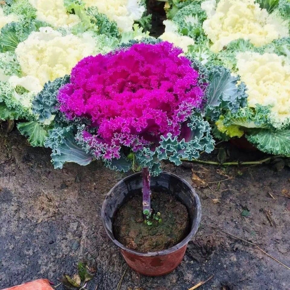 Hạt Giống Cải Xoăn Kale Trồng Mix -Kale Seeds-20viên