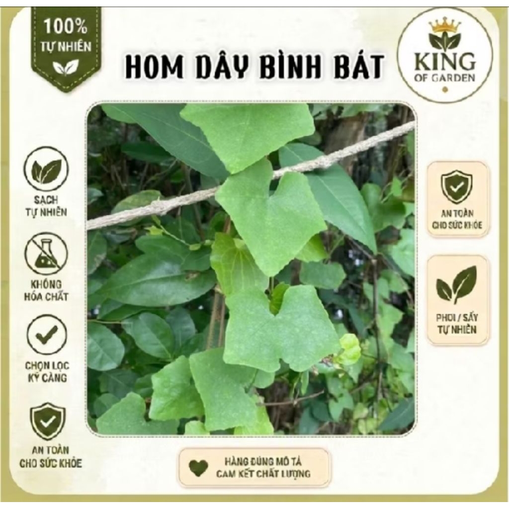 Hom dây bình bát