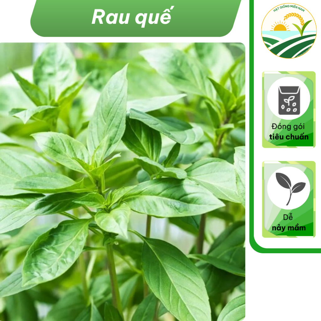 Hạt giống rau quế - húng quế - gói 5 gam