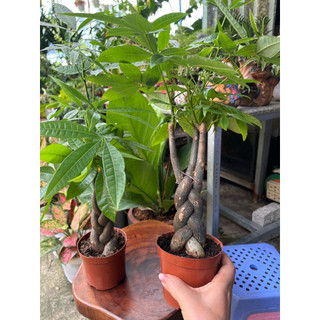 Cây Kim Ngân thắt bím để bàn