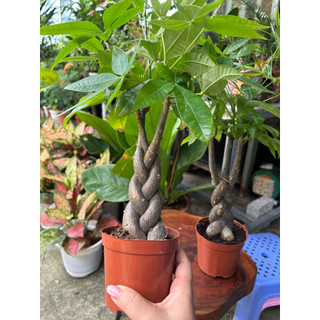 Cây Kim Ngân thắt bím để bàn