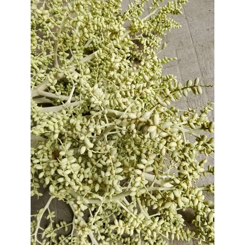 1 buồng bông cau kiểng tuơi