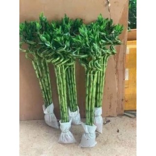 Cây phát lộc và cây may mắn