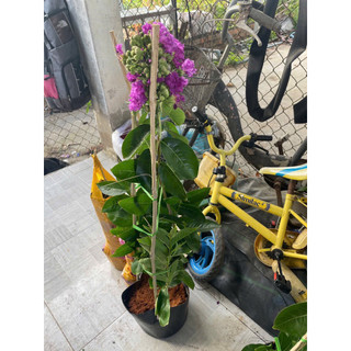 cây bằng lăng thái tím và hồng