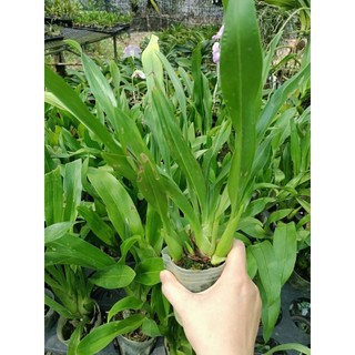 Hoàng hậu xanh giống to đẹp