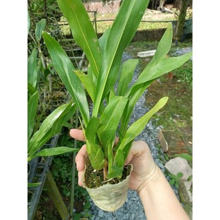 Hoàng hậu xanh giống to đẹp