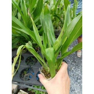 Hoàng hậu xanh giống to đẹp