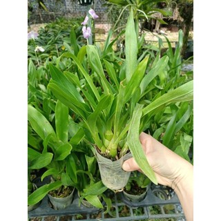 Hoàng hậu xanh giống to đẹp