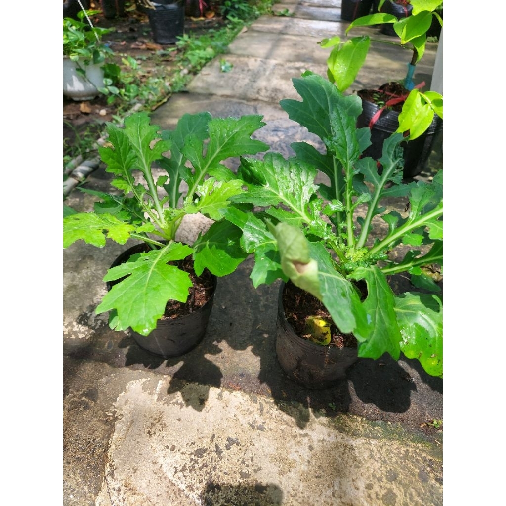 Xuyên khung nam ( sâm cóc có củ duoi gôc)