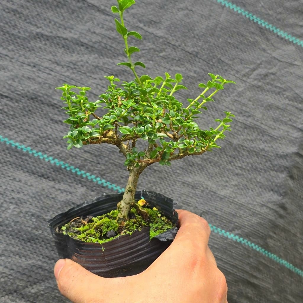 sam hương bonsai mini
