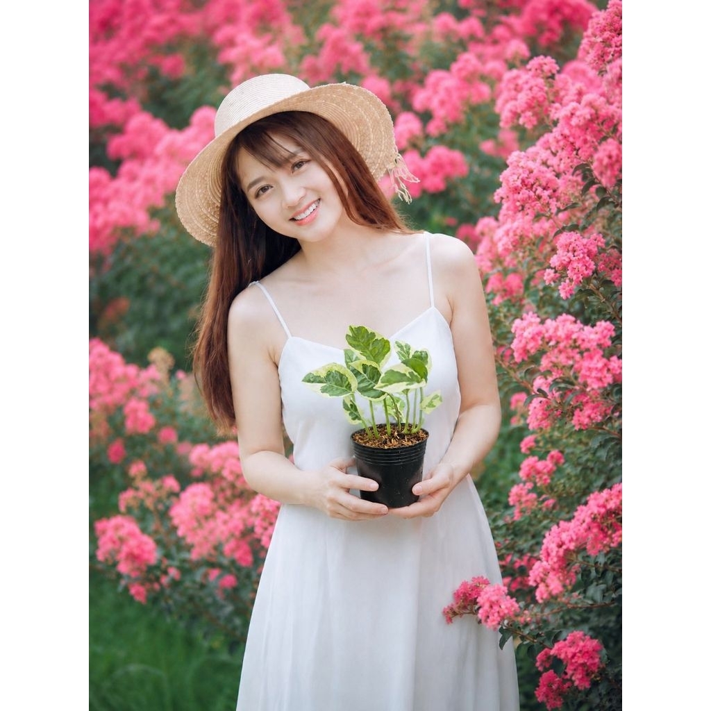 Chậu mềm 🍀  bán ảnh cuối -  🍀  Epipremnum aureum Snow Queen/  🍀  trầu tuyết xinh xắn  🍀