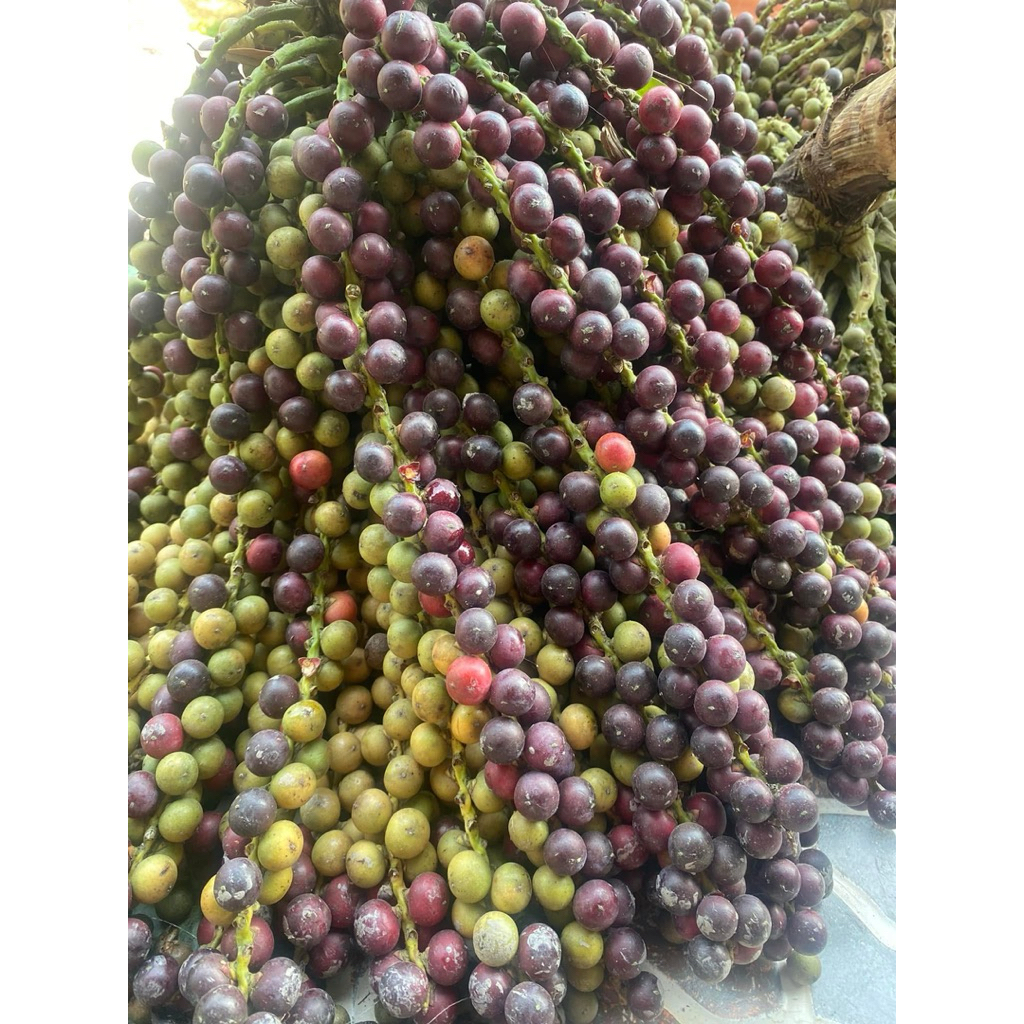 TRÁI ĐỦNG ĐỈNH KHÔ