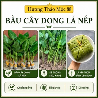 Gốc (5-7 Cây) Dong Lá Nếp Gói Bánh Chưng Xanh Trồng Là Lên  0 khô