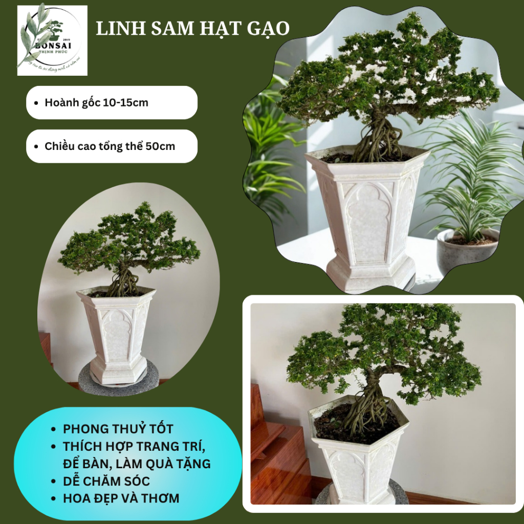 Cây Linh Sam Hạt Gạo Bonsai Mini Dáng Hoành – Bonsai Để Bàn Cao Cấp