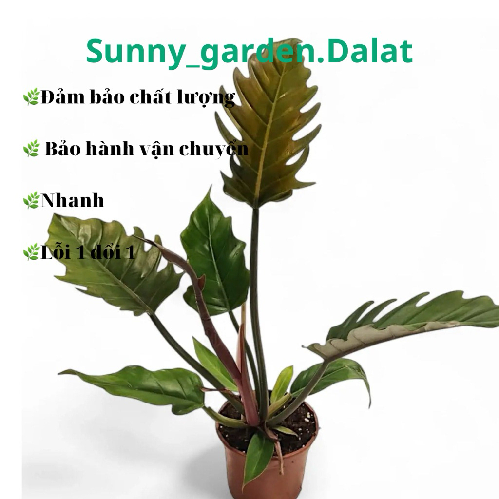Chậu philodendron caramel - Khoẻ đẹp trang trí cực xinh