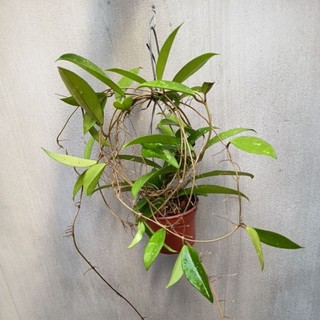 Cẩm cù Hoya Pubicalyx pink silver hoa thơm to bền