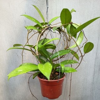 Cẩm cù Hoya Pubicalyx pink silver hoa thơm to bền