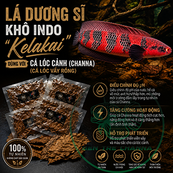 Lá dương sĩ khô indo "Kelakai" dùng với cá lóc cảnh (Channa) (Cá Lóc Vẩy Rồng)