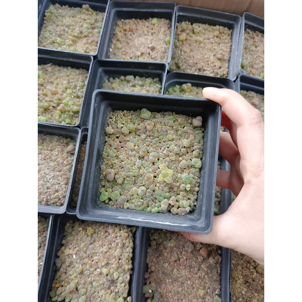 Lithops Mini chậu 10x10cm