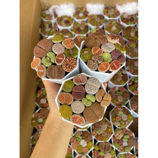 Lithops mix