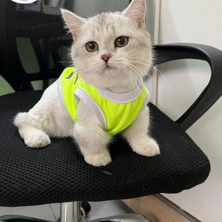 áo cho chó mèo thú cưng