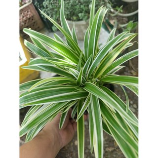 cây cỏ lan chi