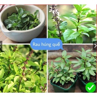 Hạt Giống Húng Quế gói 5gram – Rau Gia Vị Thơm Ngon, Dễ Trồng, Thu Hoạch Liên Tục