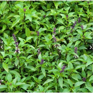 Hạt Giống Húng Quế gói 5gram – Rau Gia Vị Thơm Ngon, Dễ Trồng, Thu Hoạch Liên Tục