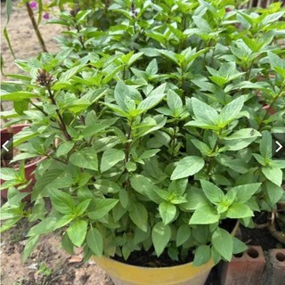 Hạt Giống Húng Quế gói 5gram – Rau Gia Vị Thơm Ngon, Dễ Trồng, Thu Hoạch Liên Tục